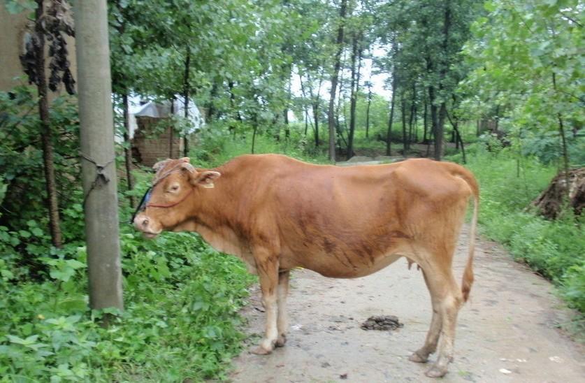 蚌埠最新求一个套医保卡的黄牛是真的吗方法分析(最方便真实的蚌埠求一个套医保卡的黄牛是真的吗还是假的方法)